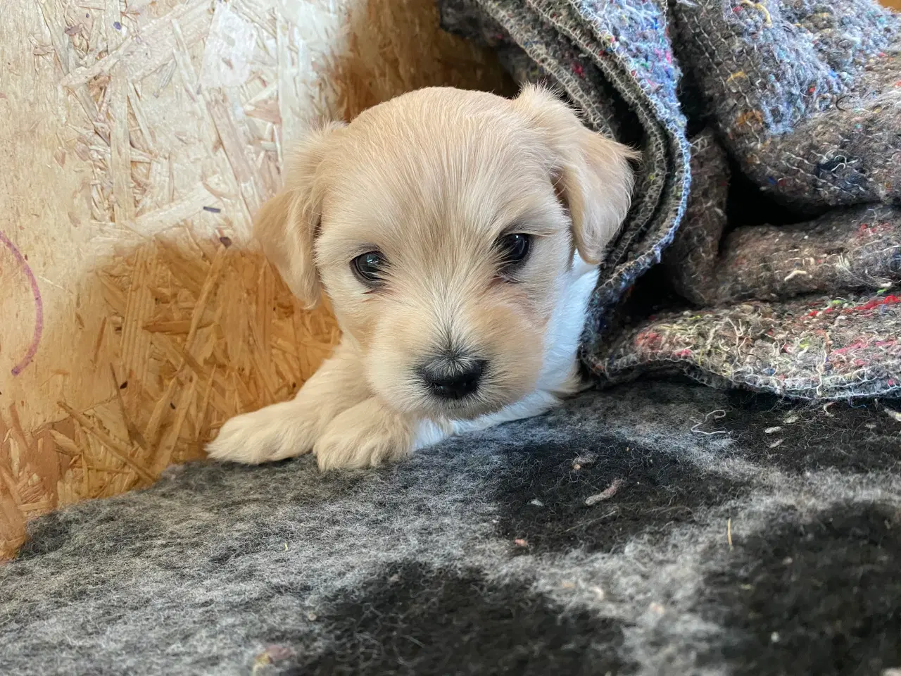 Billede 5 - Bomuldshunde - Havatons 