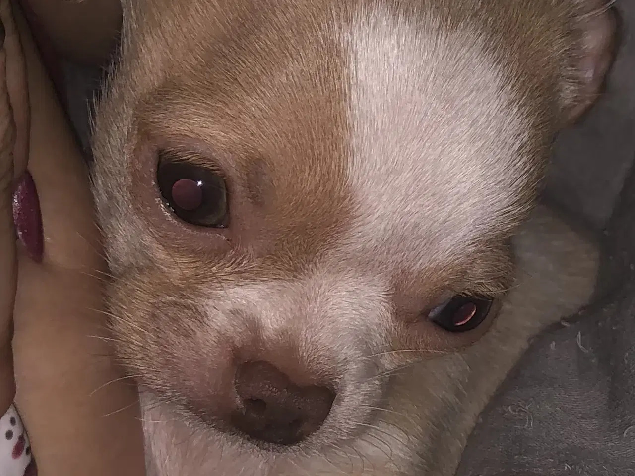 Billede 1 - 75% Chihuahua blanding dreng