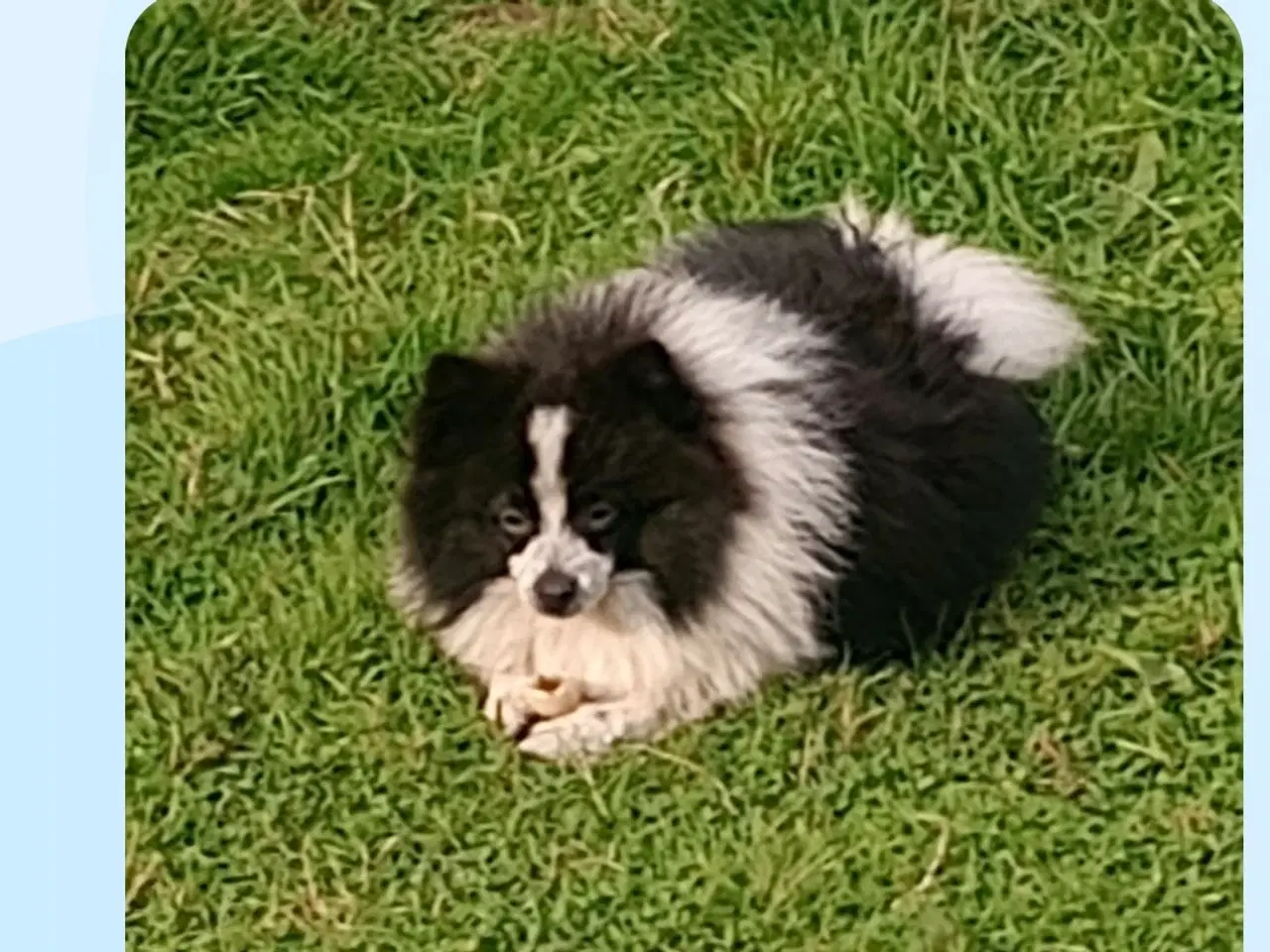 Billede 10 - Pommeranian og cavalier søger nyt hjem
