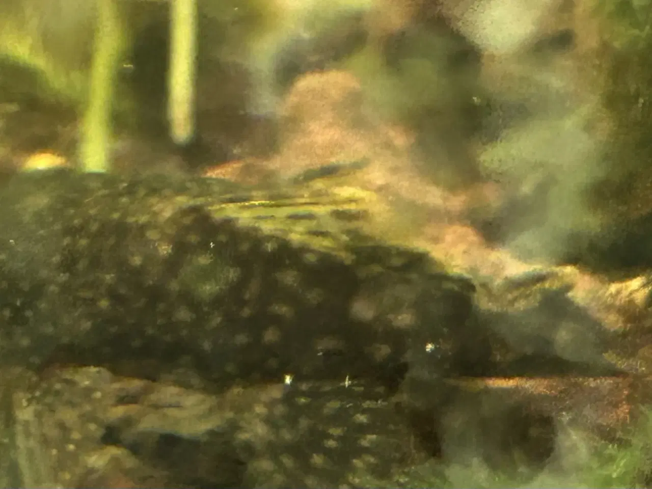 Billede 7 - 🐟 LDA16 Ancistrus maller – sunde og aktive