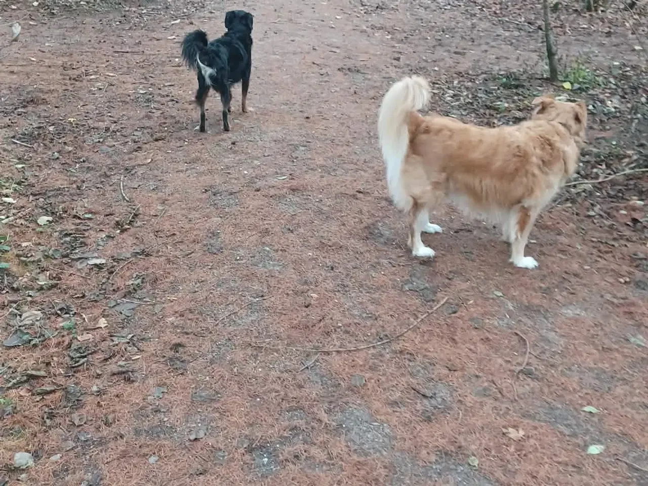 Billede 9 - Smukke milde kærlige Ozzy