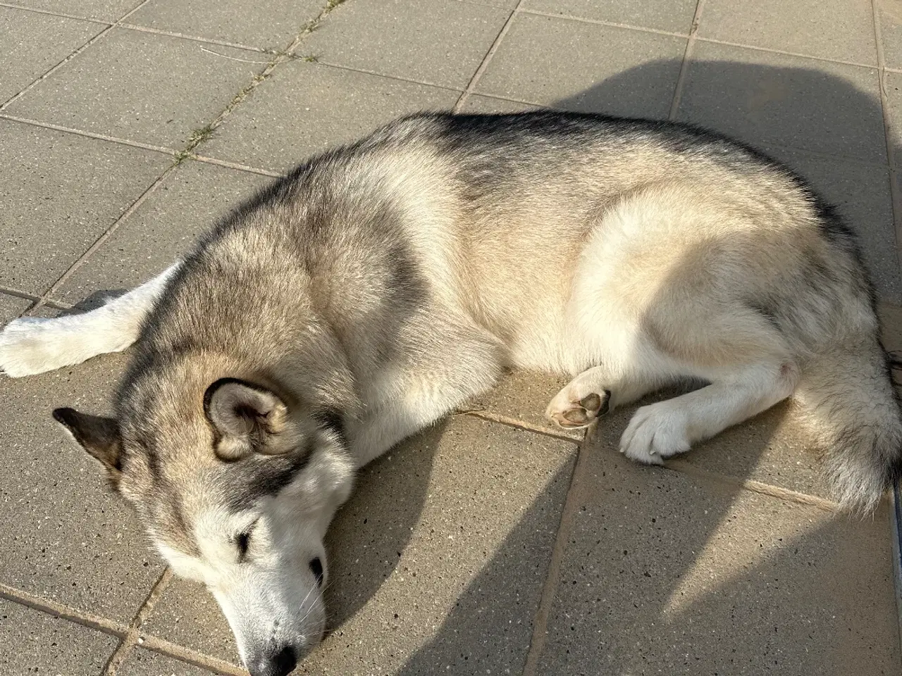 Billede 2 - Han Alaskan Malamute 2 år