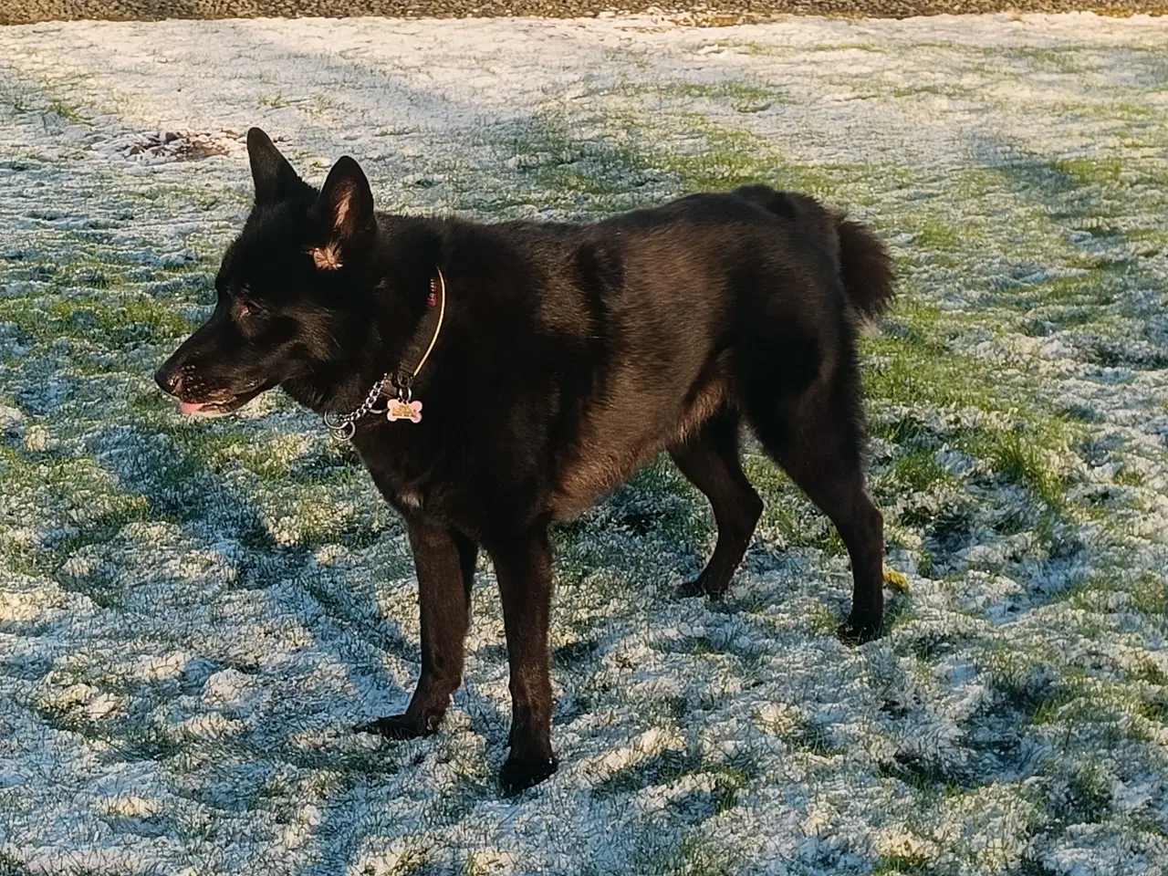 Billede 2 - Hunde søger nyt hjem