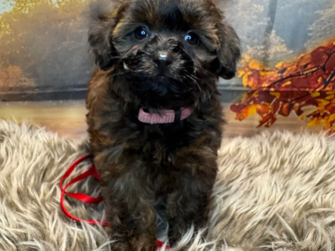 Billede 2 - Maltipoo i efterårs  ?