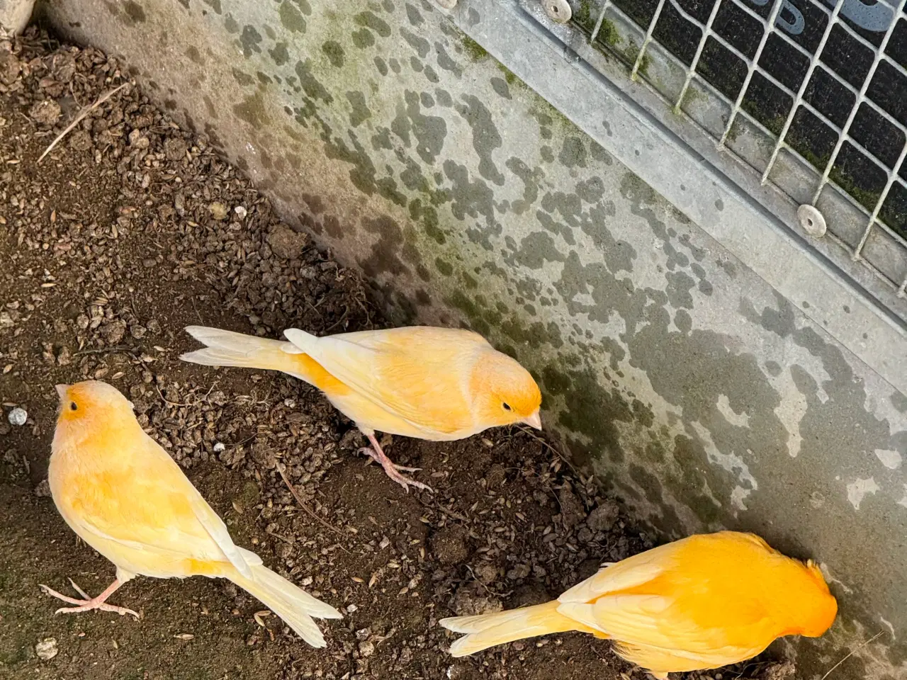 Billede 5 - Kanariefugle