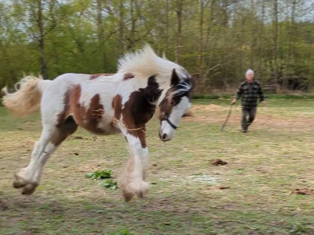 Billede 9 - Tinker /Irish cob hoppe plag