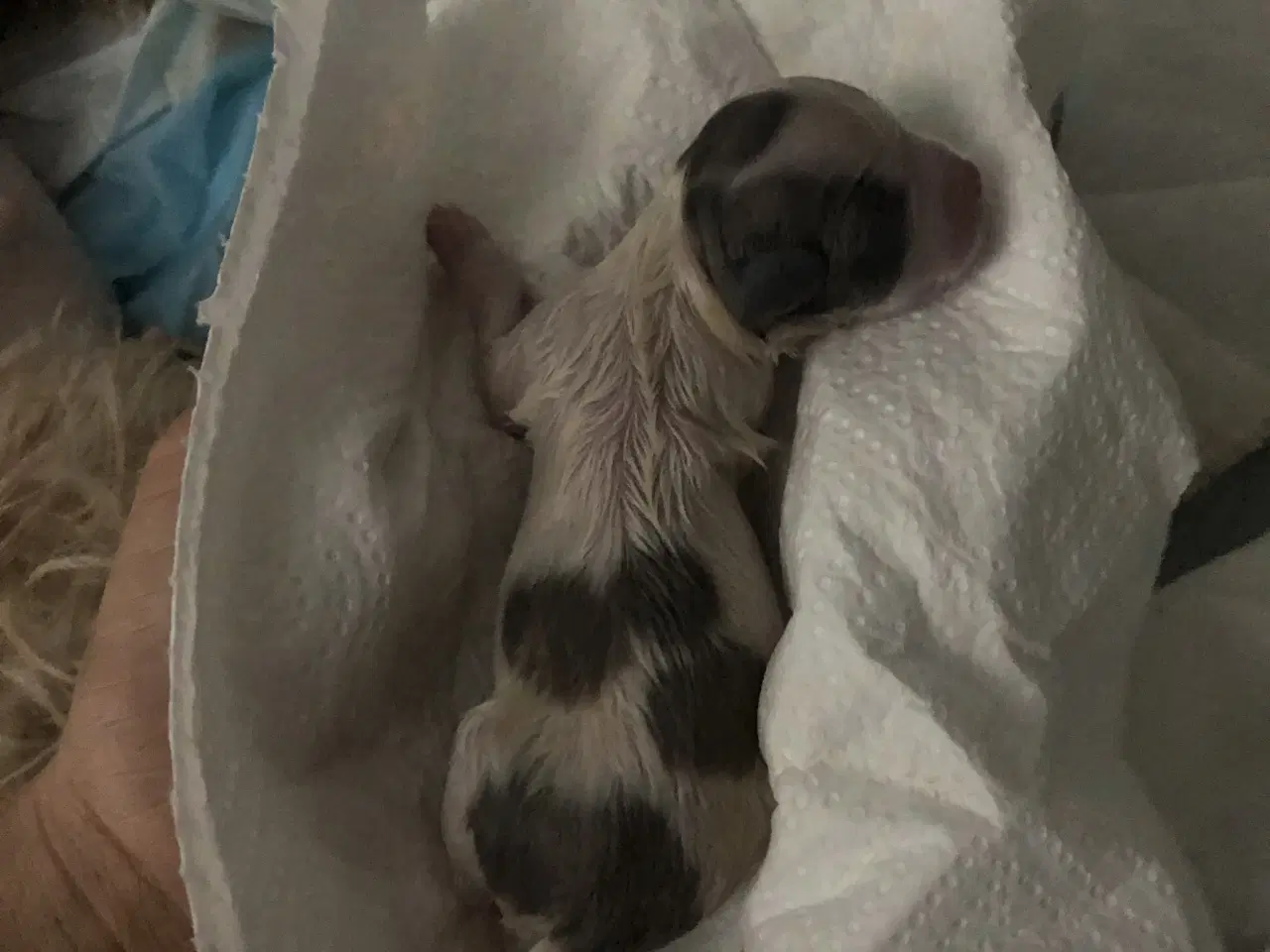 Billede 6 - Shih Tzu/ Chihuahua blanding