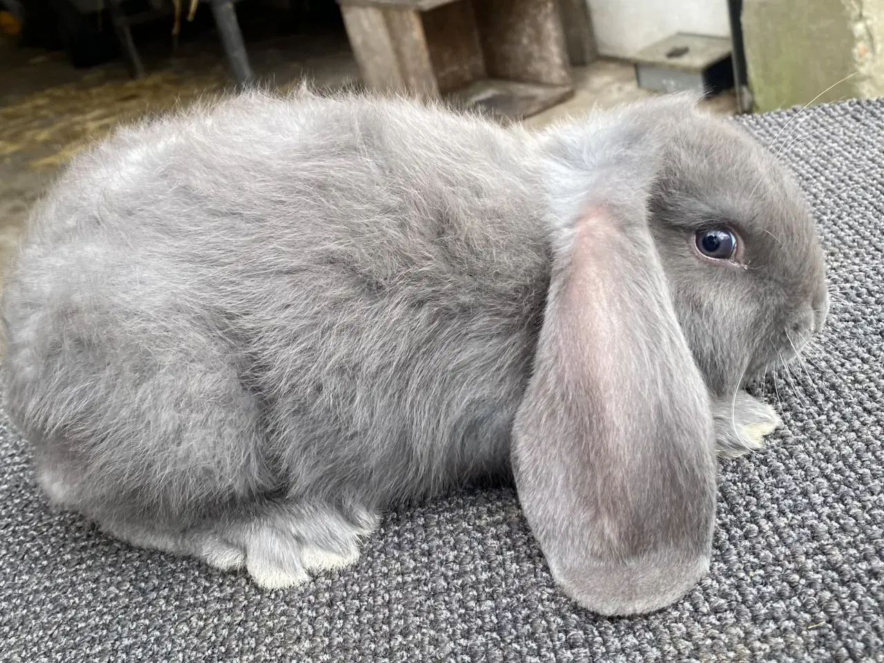 Billede 6 - FRANSK VÆDDER HAN BLÅ