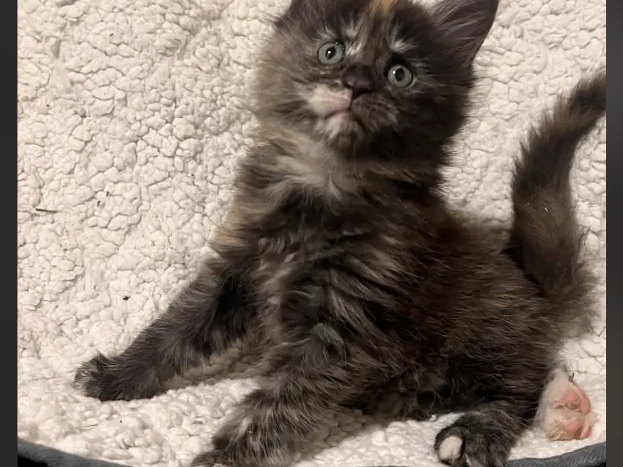 Billede 4 - Mainecoon killing 