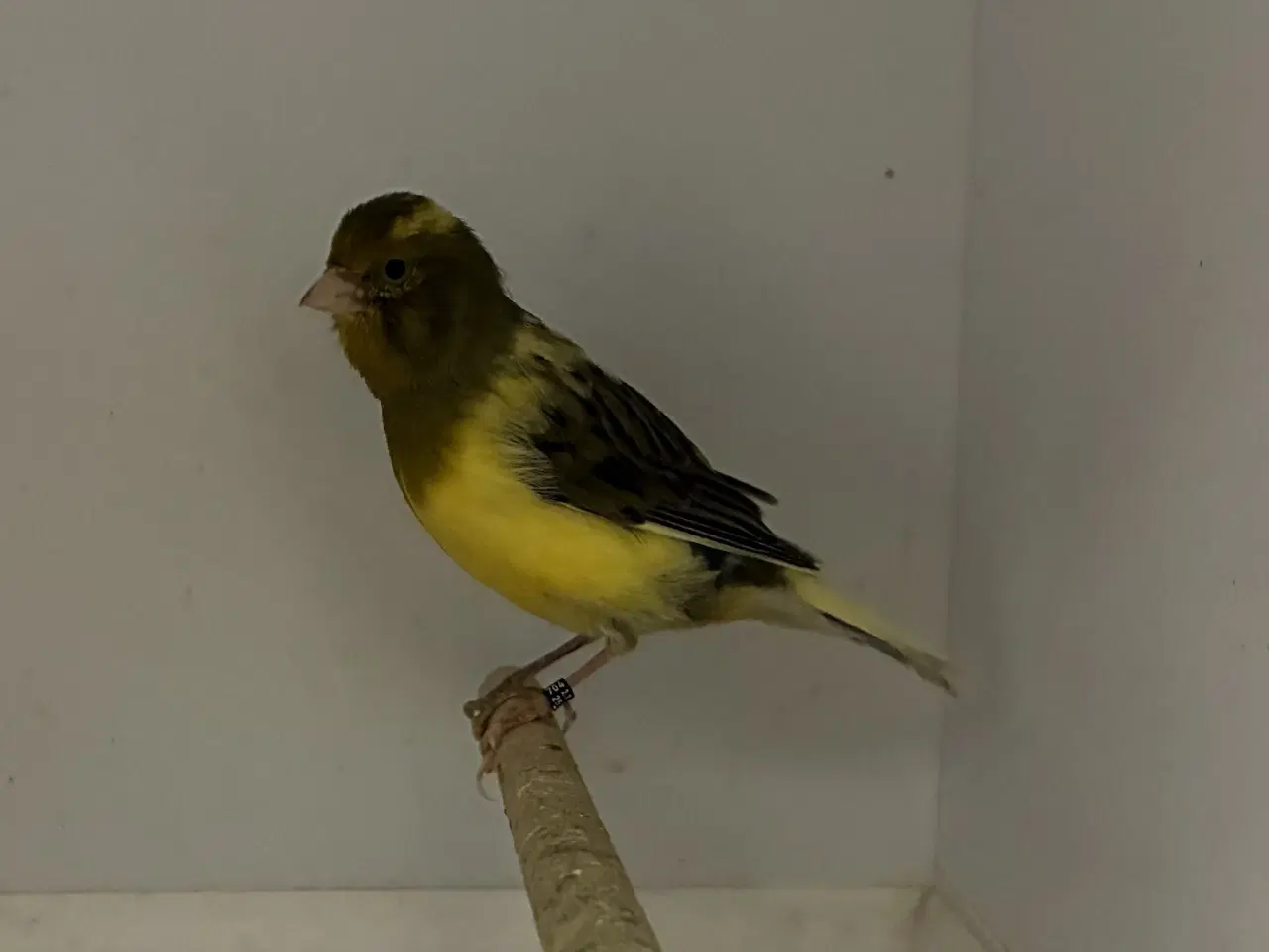 Billede 4 - Fife Fancy