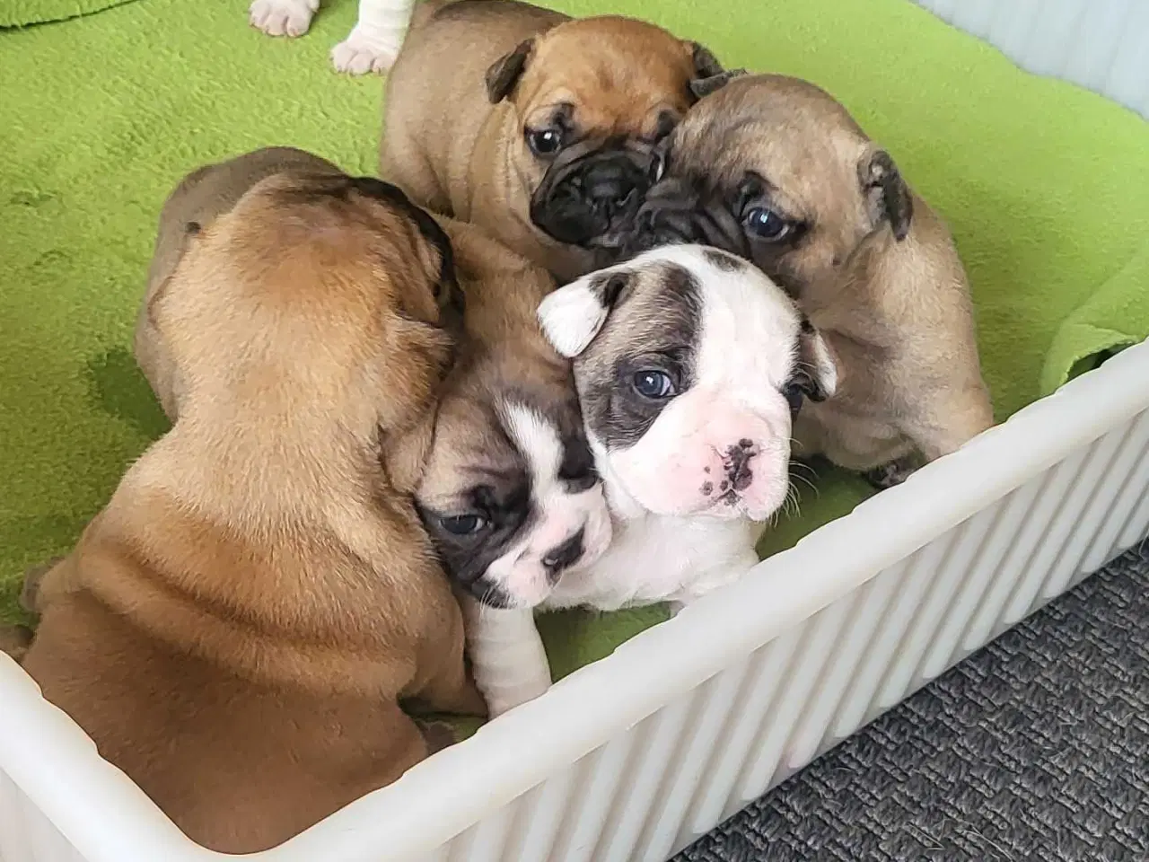 Billede 5 - Fransk Bulldog 
