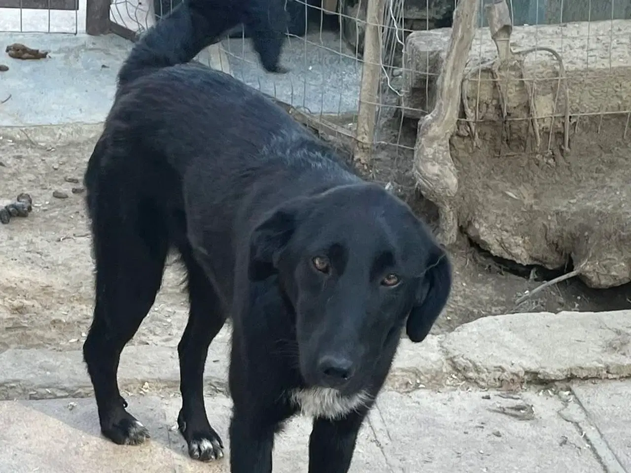 Billede 8 - Sødeste Frederikke søger familie ❤️