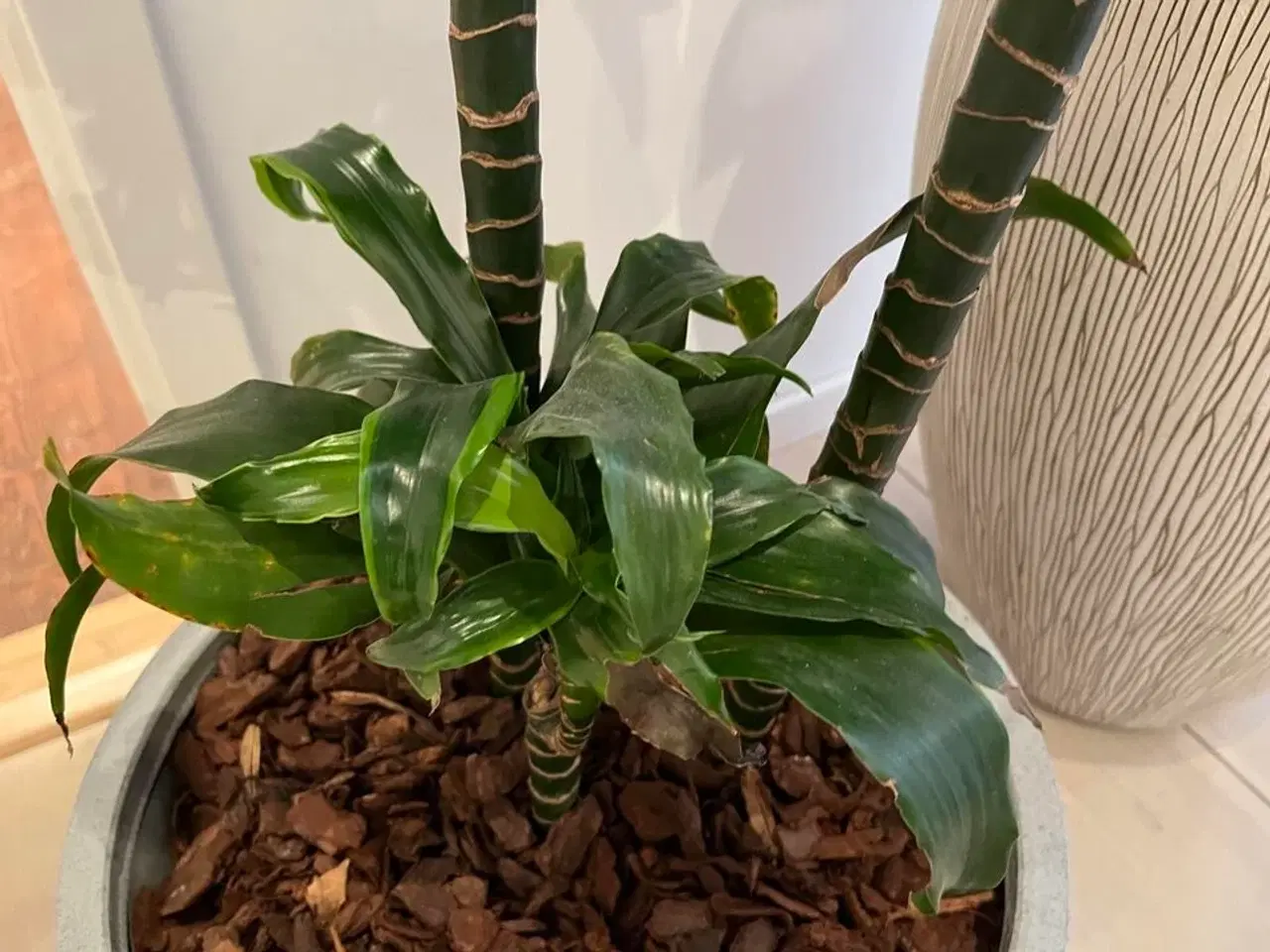 Billede 5 - 2 Planter