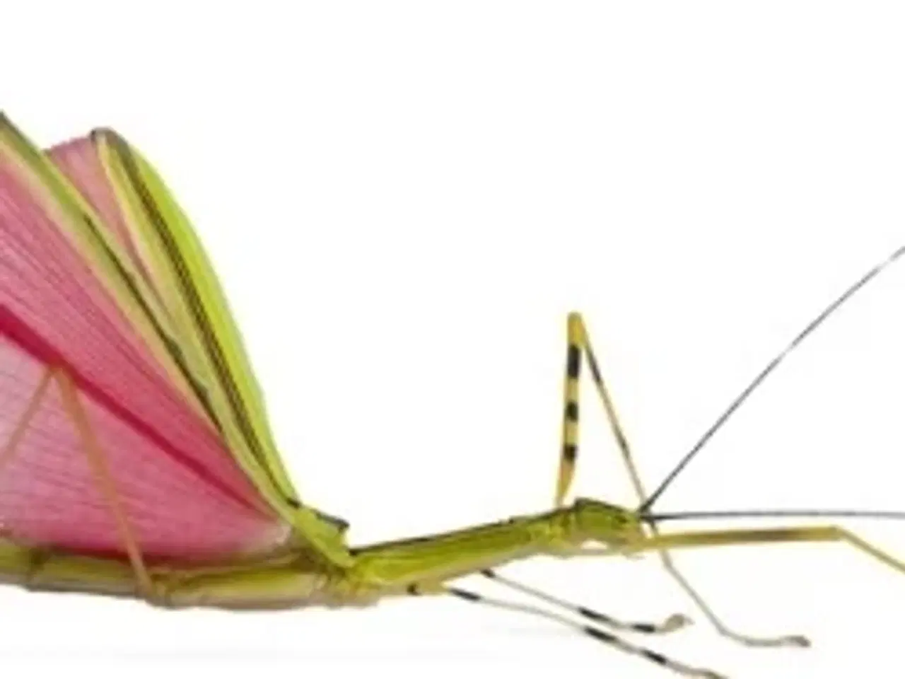 Billede 4 - Vandrende pinde. Gratis så mange du vil have! 