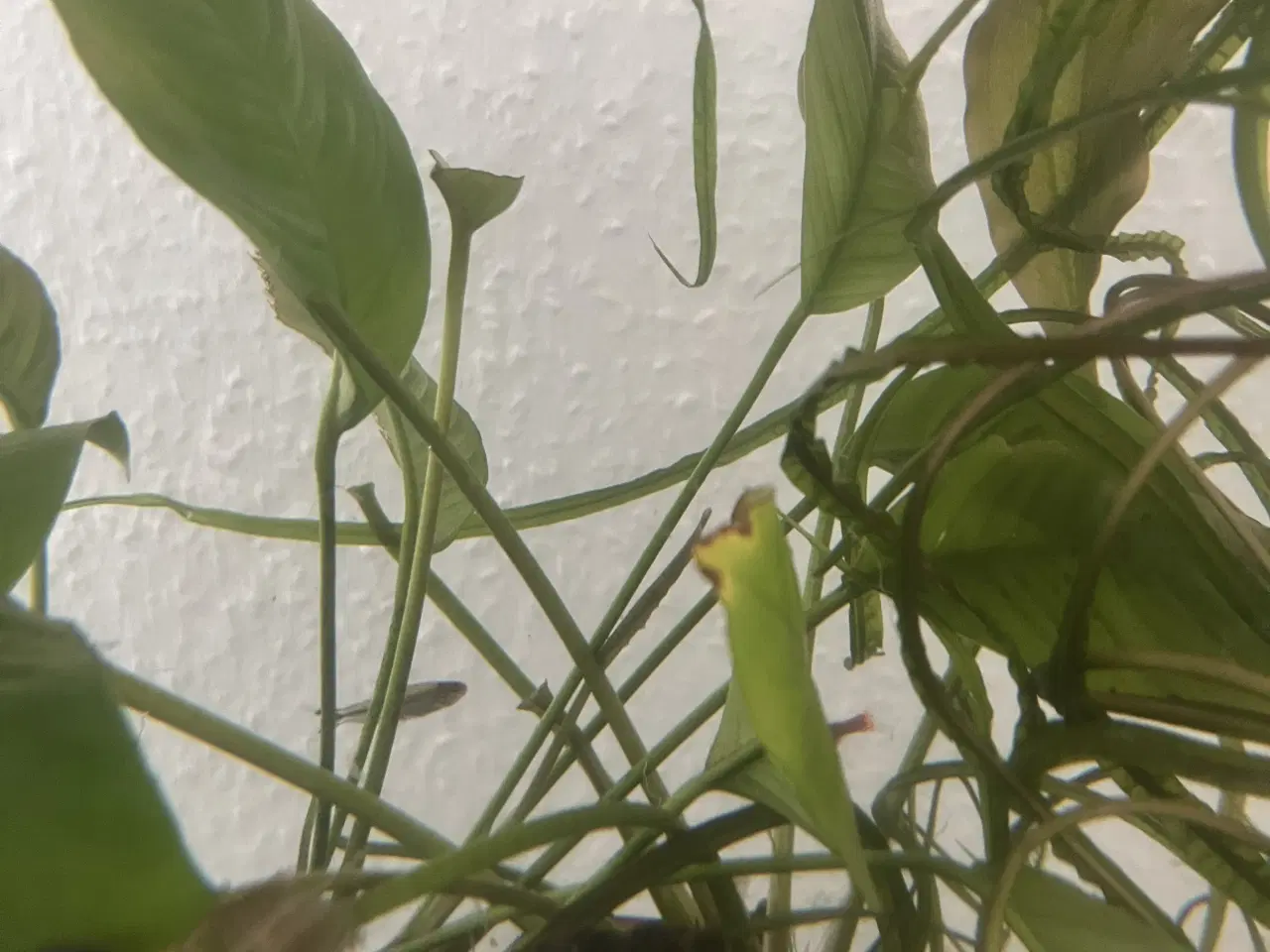 Billede 5 - Fisk gratis