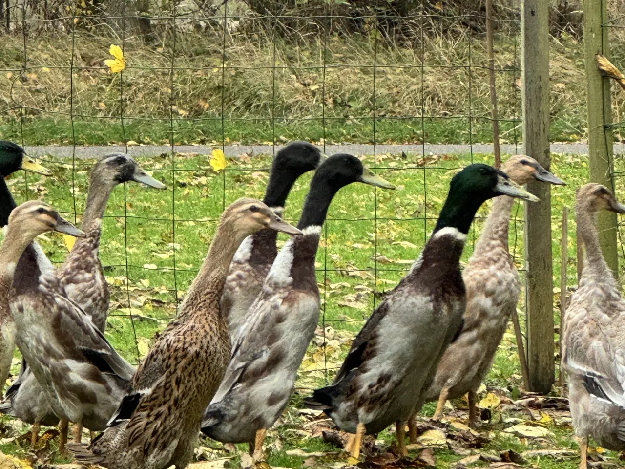 Billede 5 - Løbeænder sælges parvis