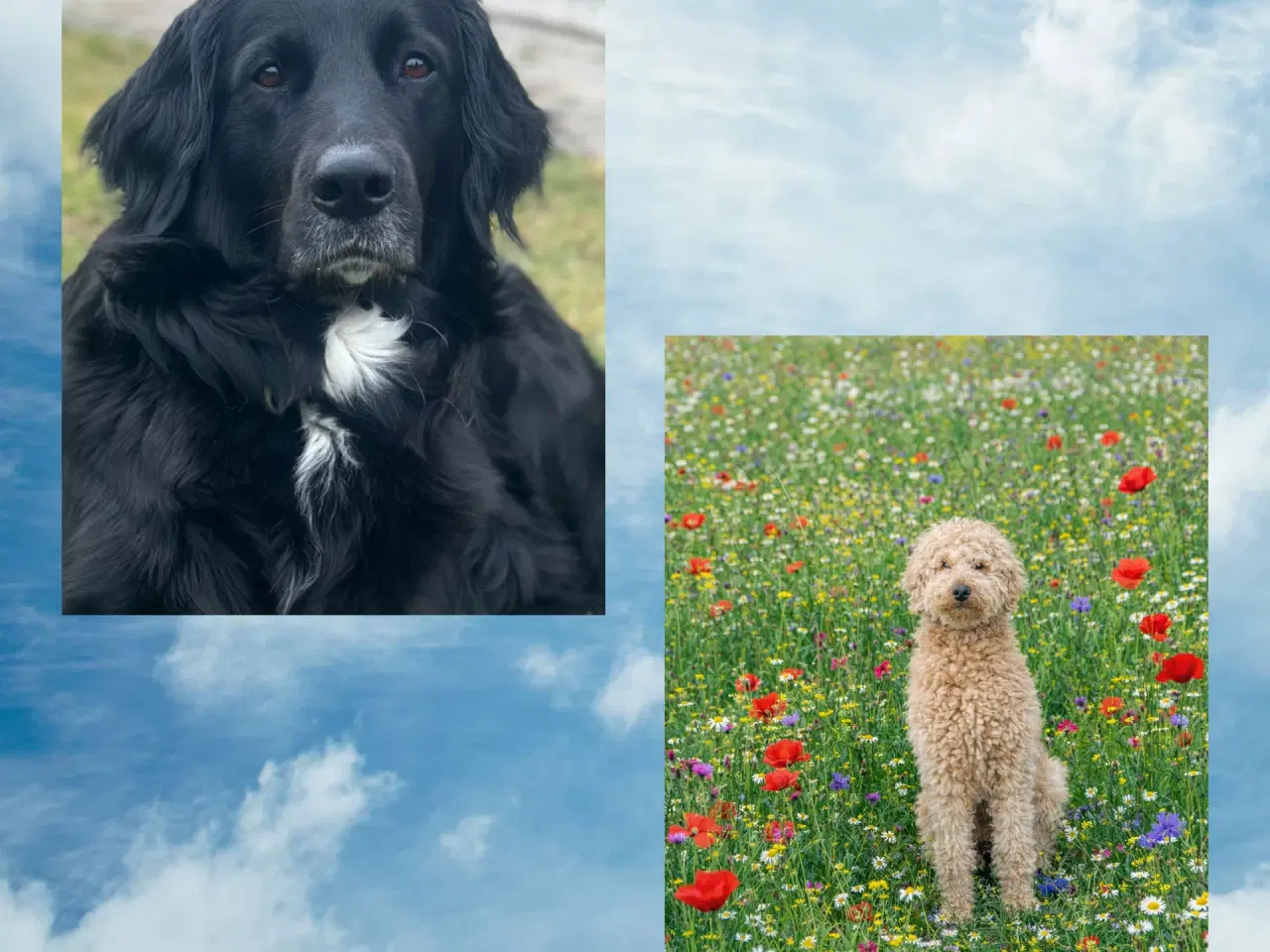 Billede 3 - Berner/Labradoodle