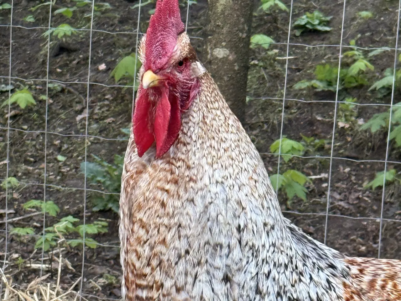 Billede 2 - Bielefelder Hane