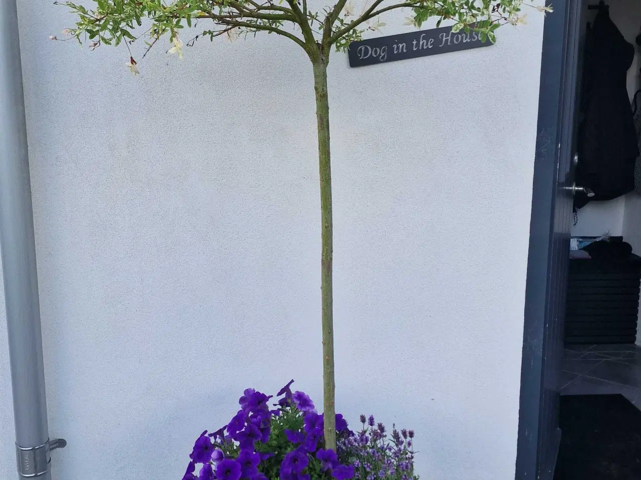 Billede 2 - Flotte store potter med planter