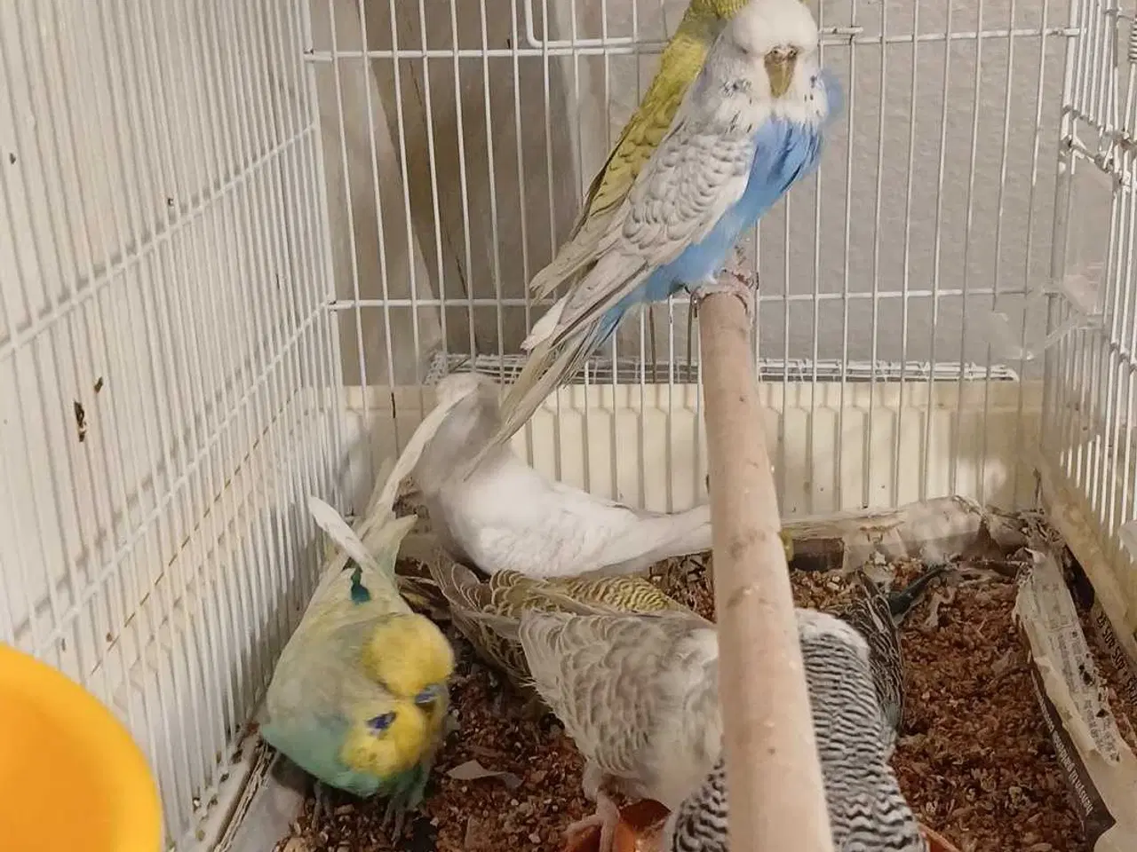 Billede 18 - 9 engelske undulater 