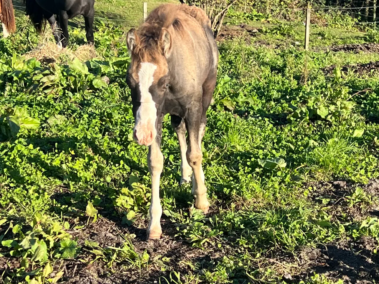 Billede 4 - Welsh cob 