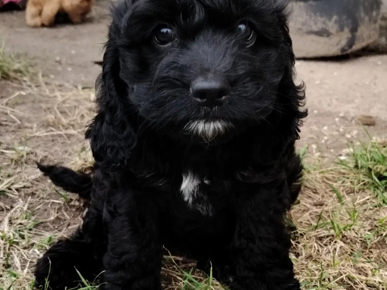 Billede 6 - Søde Cockapoo hvalpe