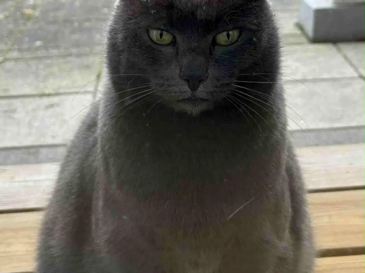 Billede 6 - Russian Blue hunkat