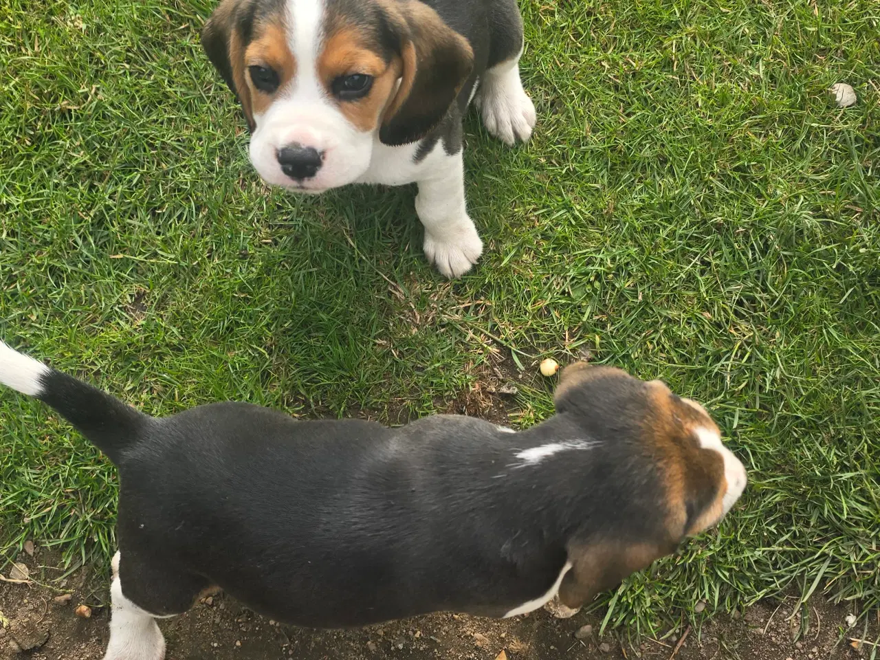 Billede 2 - Beagle tricolor