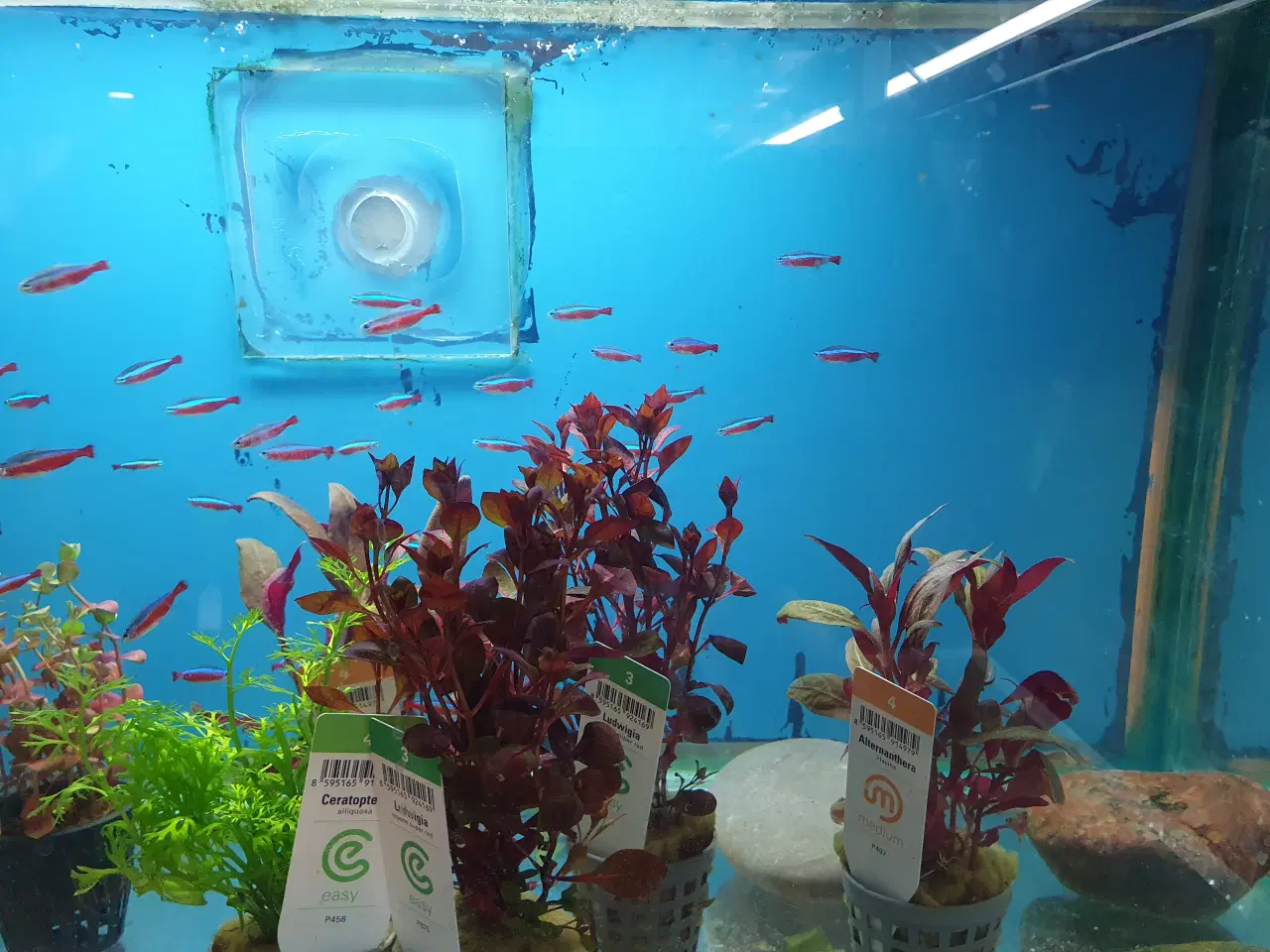 Billede 4 - Rød & Sort Neon sælges 🐟