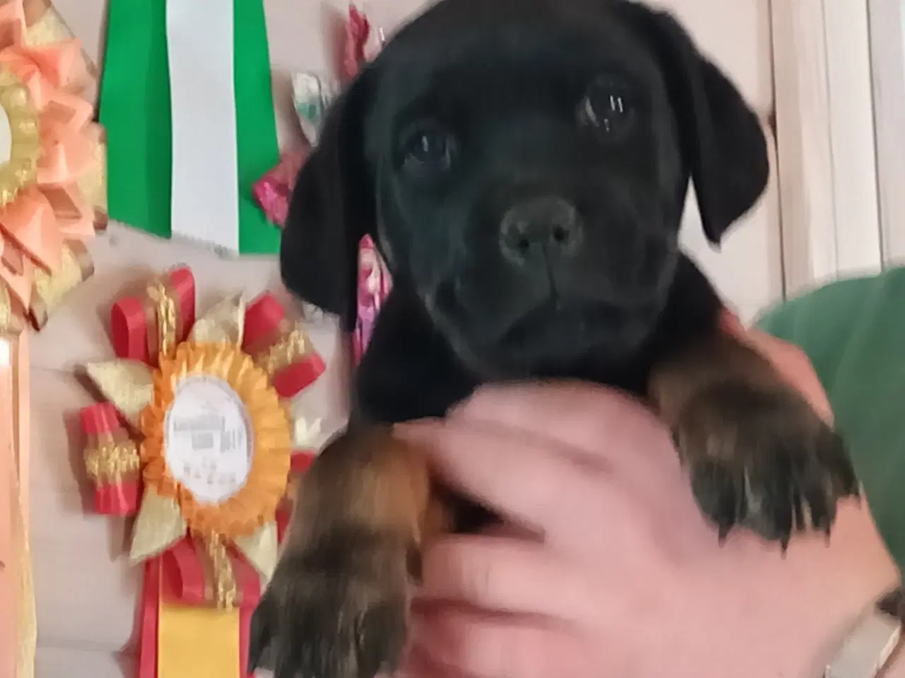Billede 6 - Rottweiler x Cane Corso 12,5% 