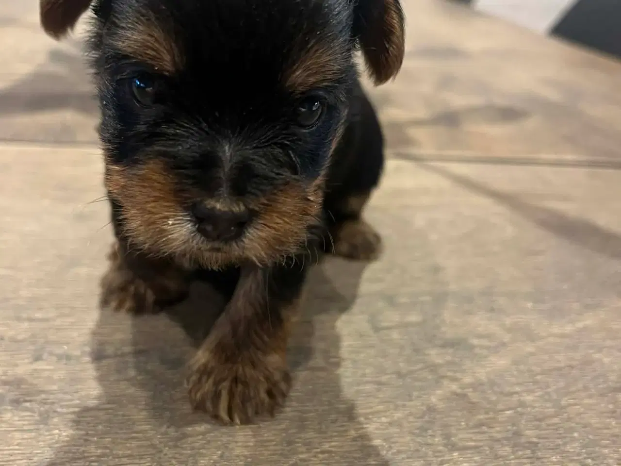 Billede 2 - Yorkshireterrier hvalpe 4 uger. 