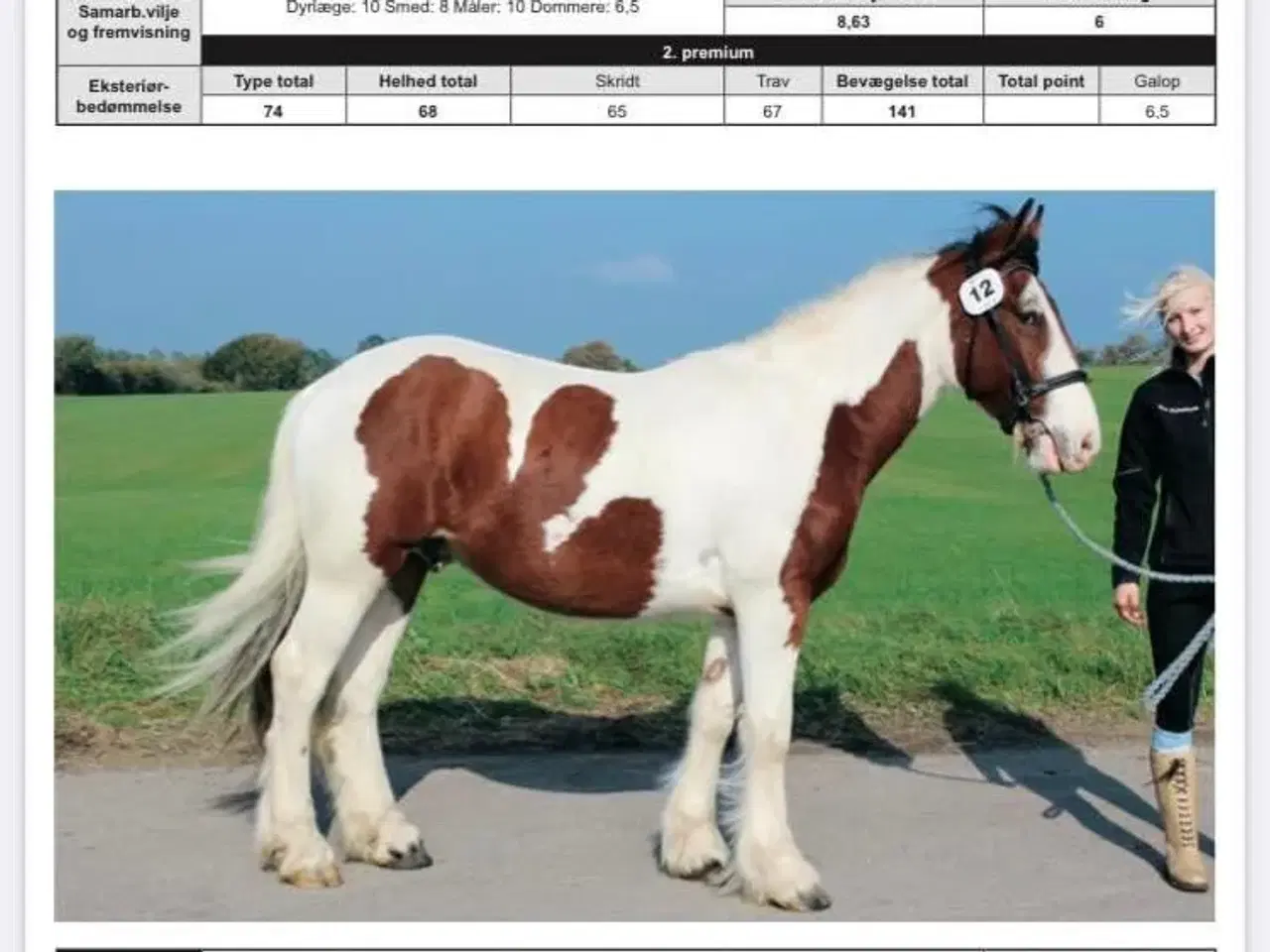 Billede 4 - Smuk tinker hingst