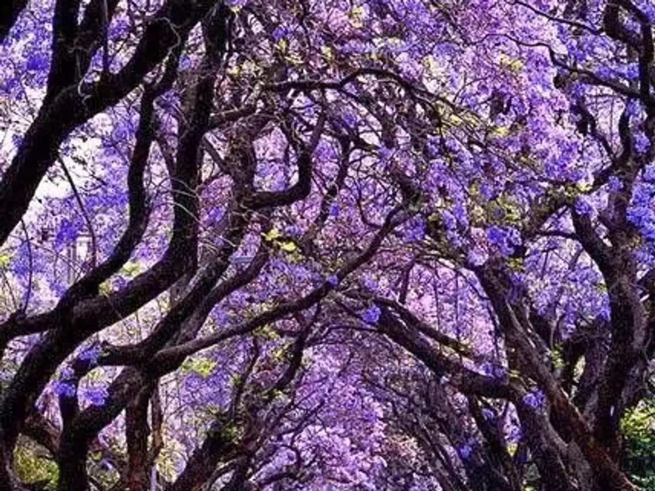 Billede 15 - 60+ Blue Jacaranda frø inkl. levering. Luftfrisker