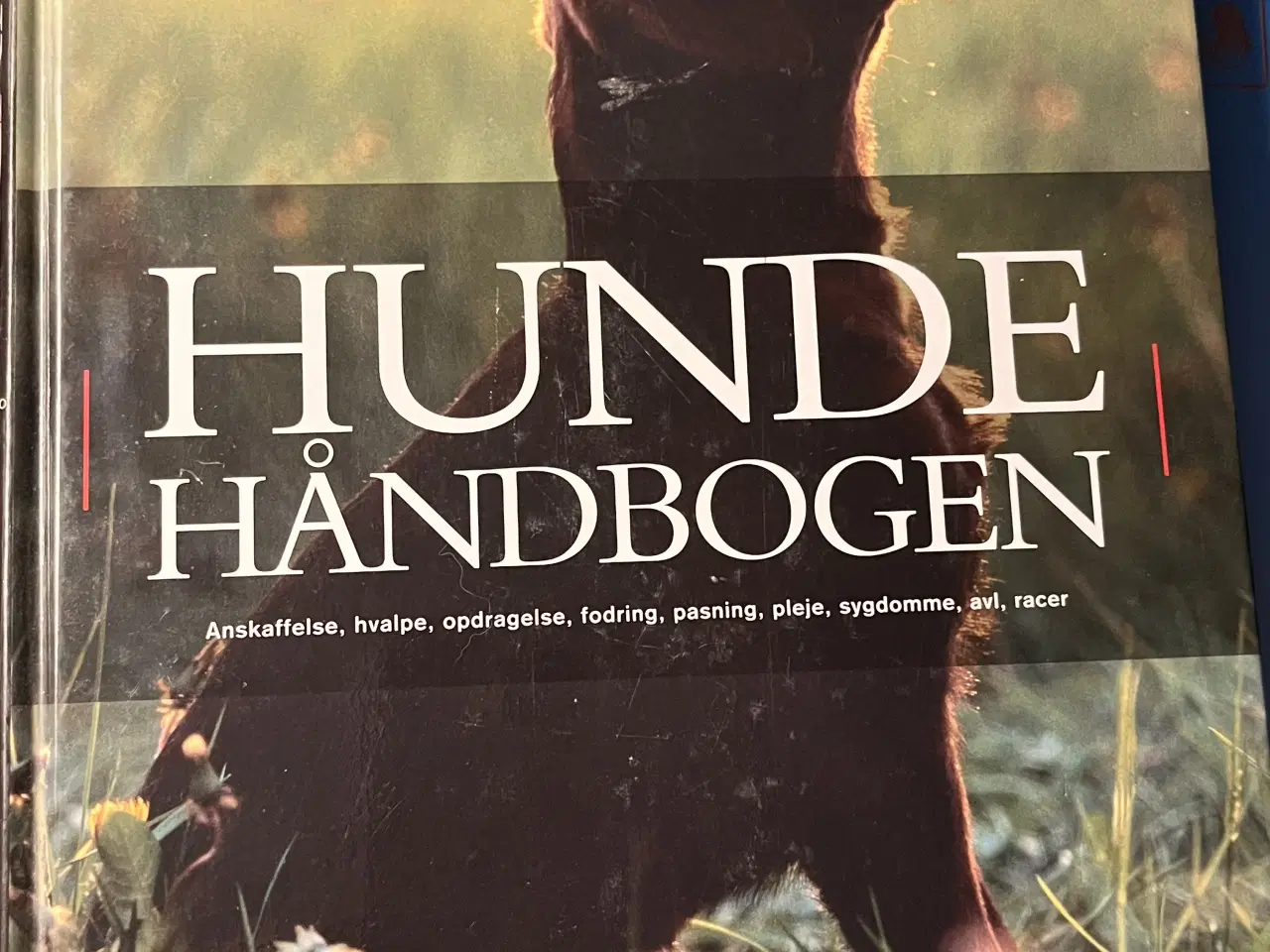 Billede 3 - Hundetræning, adfærd og viden om hunde