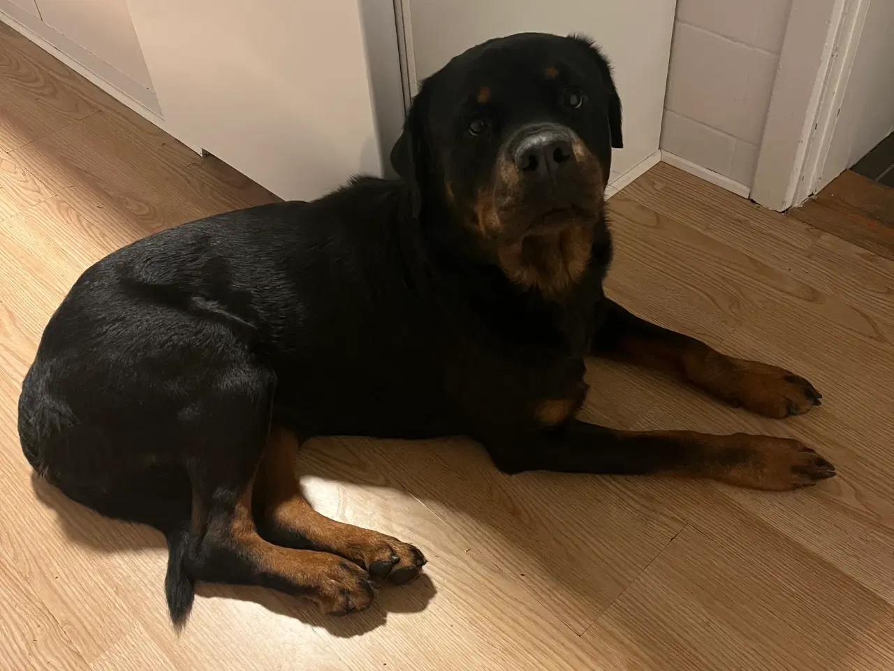 Billede 3 - 2 årlig Rottweiler Han