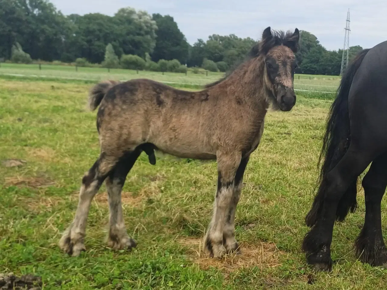 Billede 13 - 1 års fell hingst 