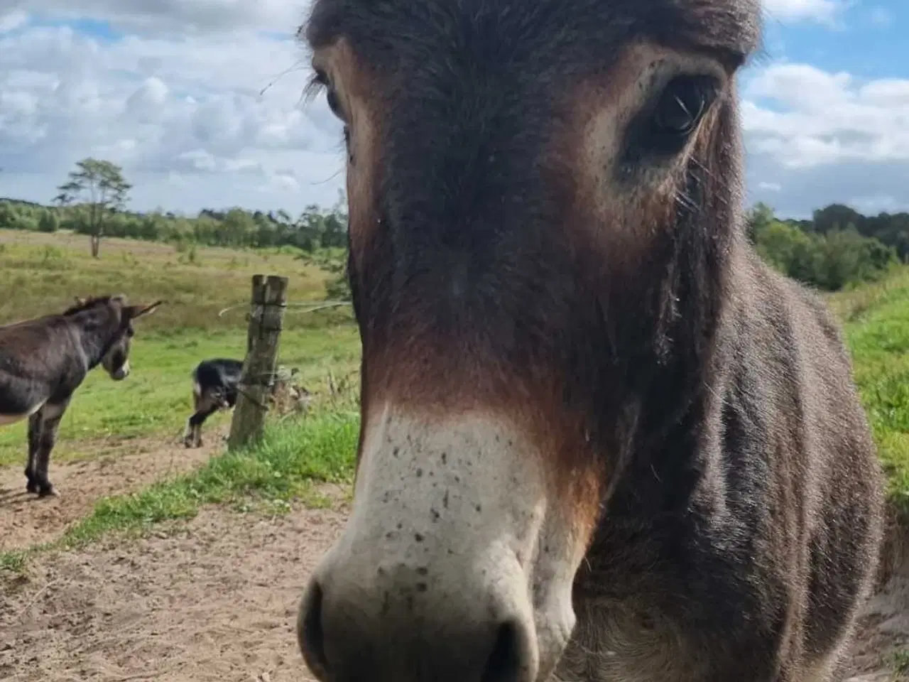 Billede 2 - Sødeste Æsel hingst