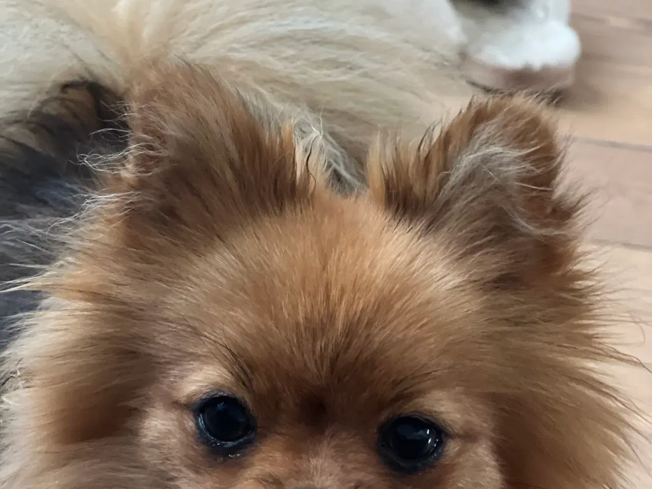 Billede 2 - Hund søger blivende familie med store børn