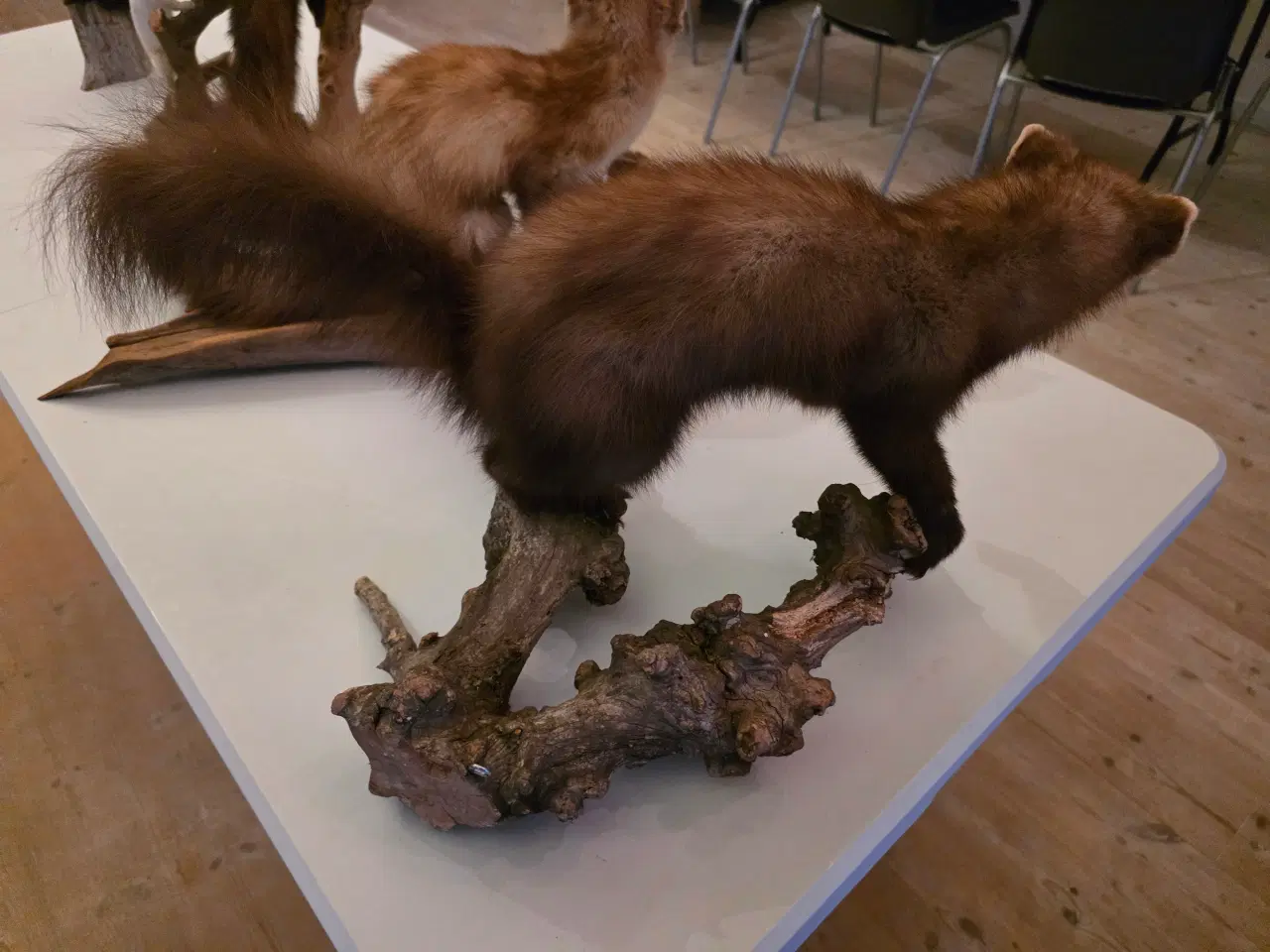 Billede 13 - Rovdyr og Egern, samlet eller hver for sig