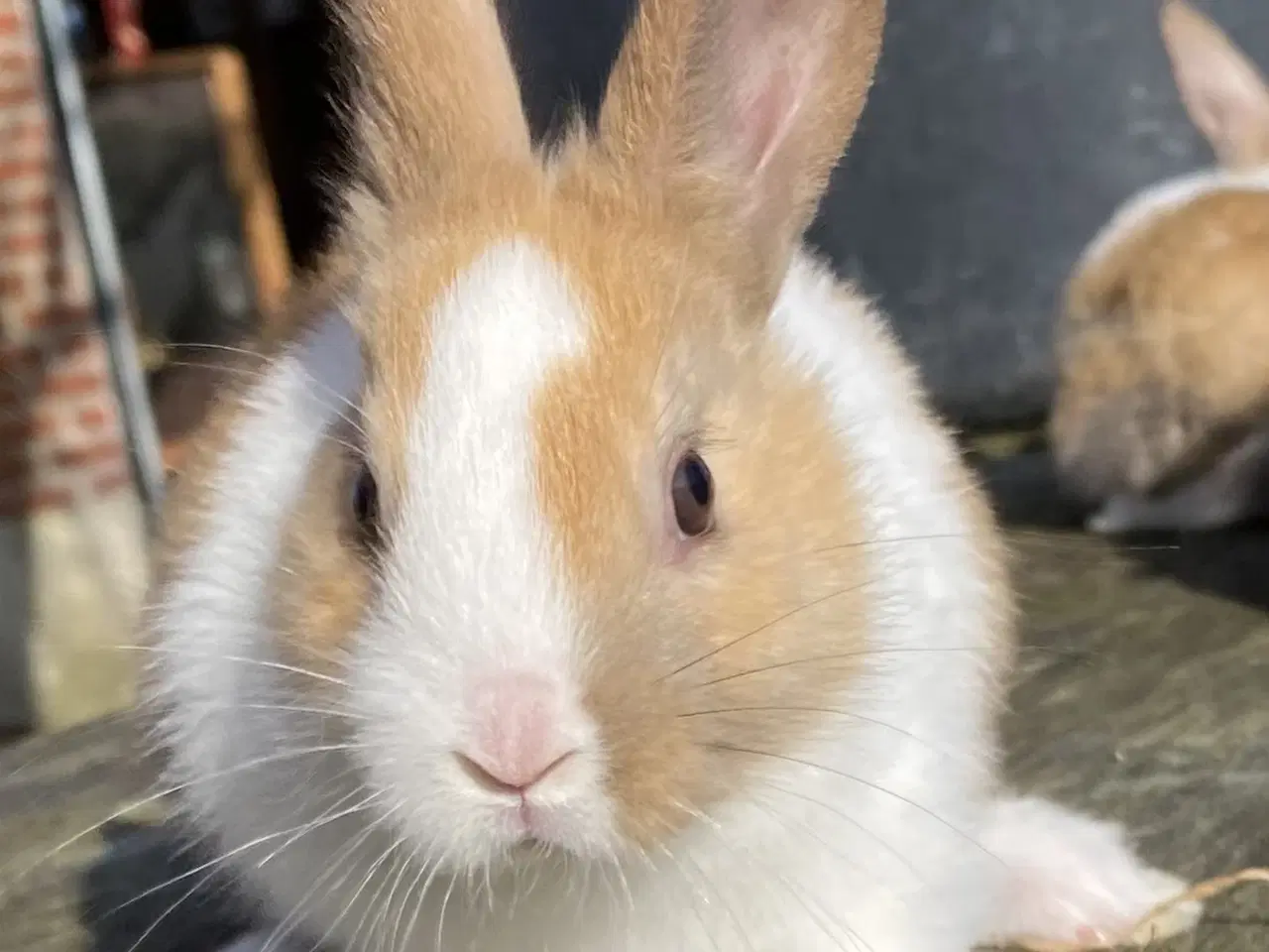 Billede 5 - HOLLÆNDER HAN MADAGASCAR