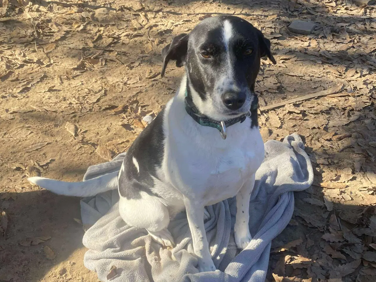 Billede 4 - Wilma til adoption! 🩷