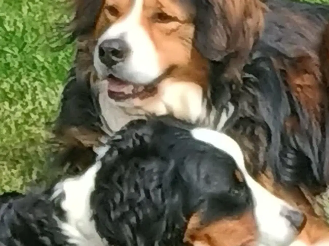 Billede 8 - "Mini Berner Sennen"