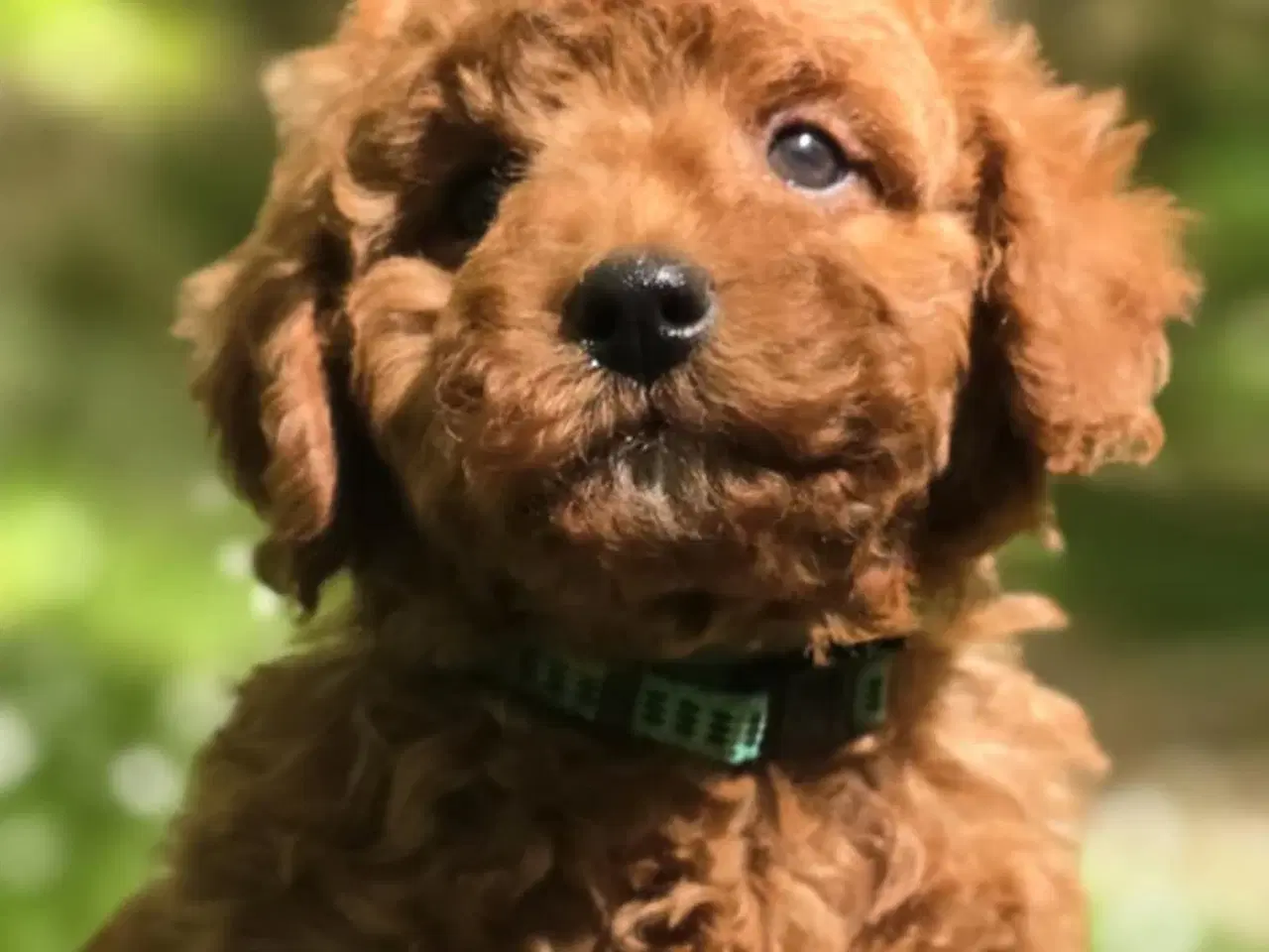 Billede 3 - Cavapoo F1B