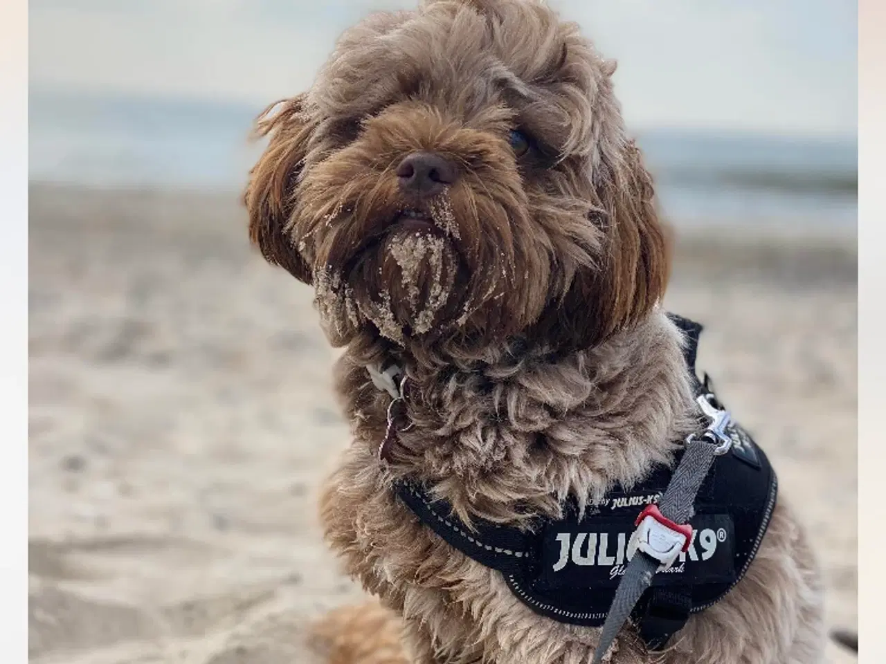 Billede 6 - Shih Poo 