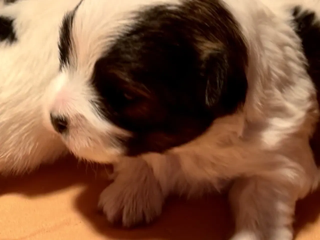 Billede 3 - Biewer Yorkshire terrier / Bolognese