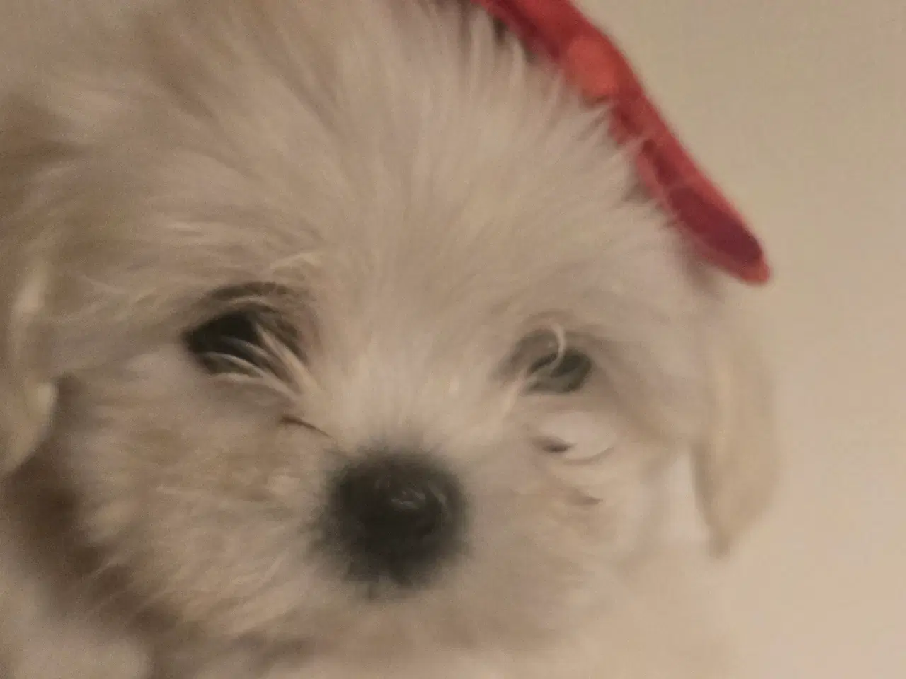 Billede 5 - Bichon-hvalpe søger nye hjem .