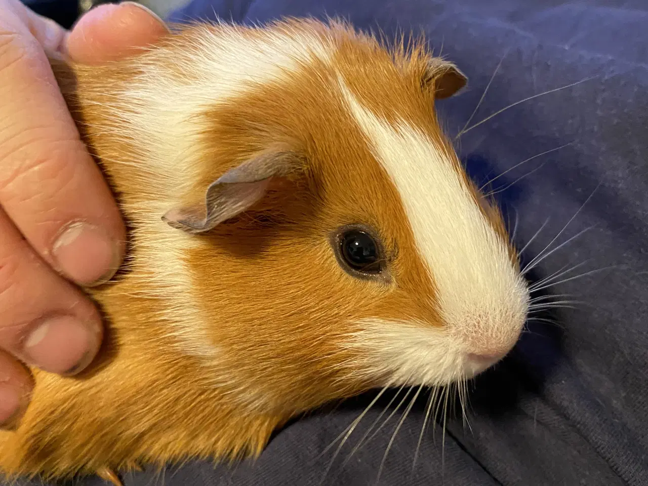 Billede 2 - Den sødeste marsvinunge (hun)