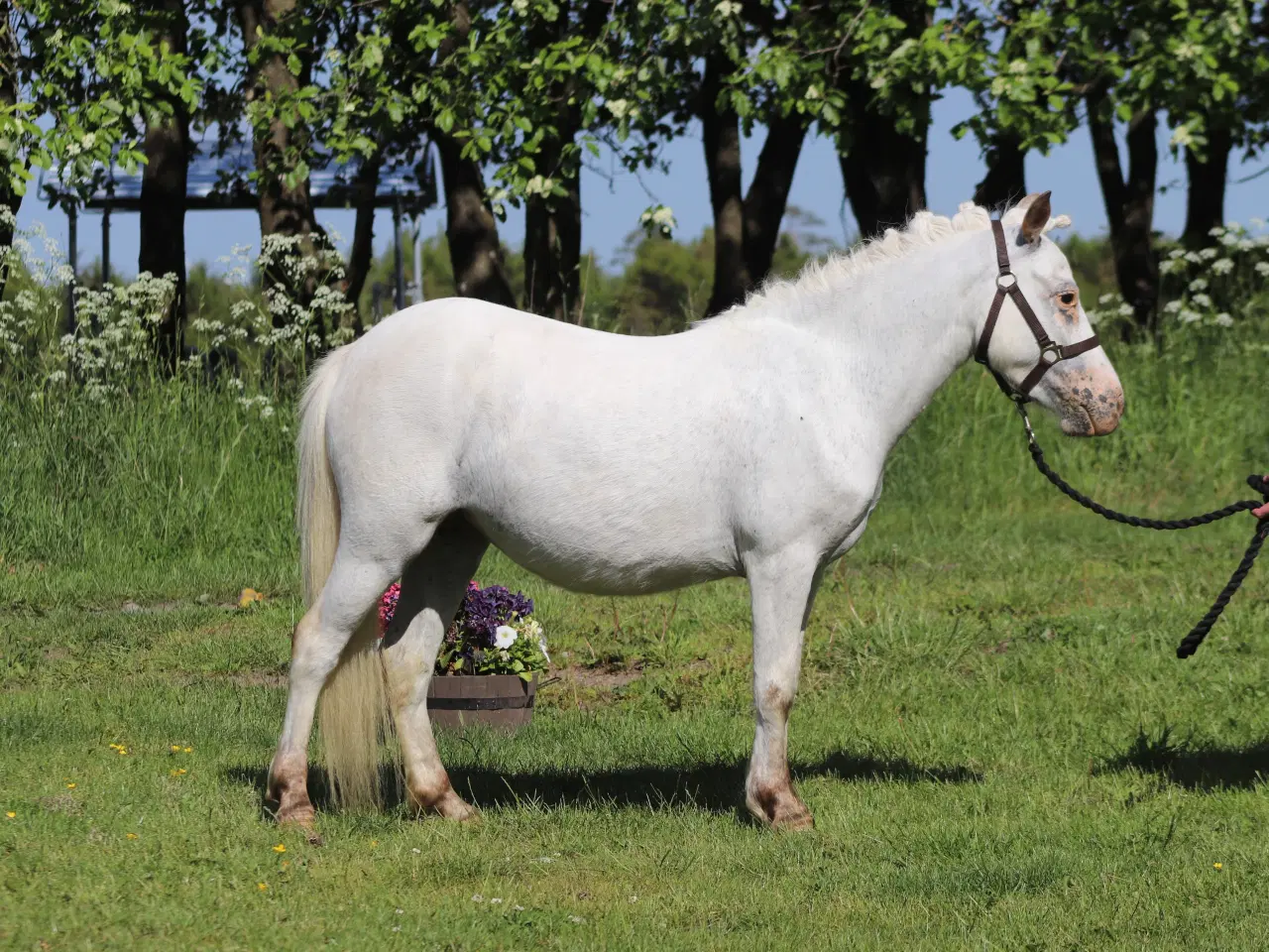 Billede 5 - Kåret Kat. 3 knabstrupper pony hoppe