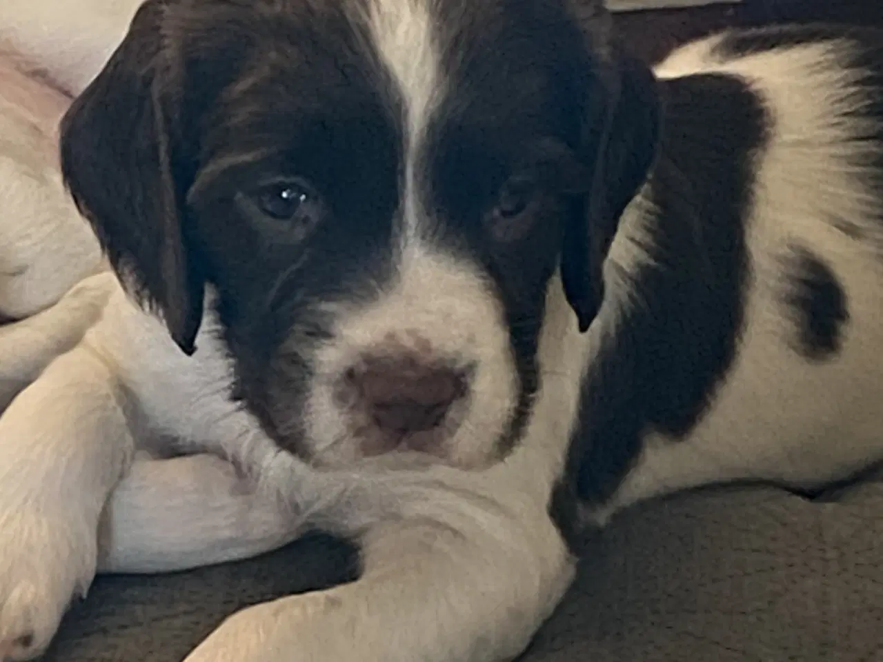 Billede 3 - FT Springer Spaniel 