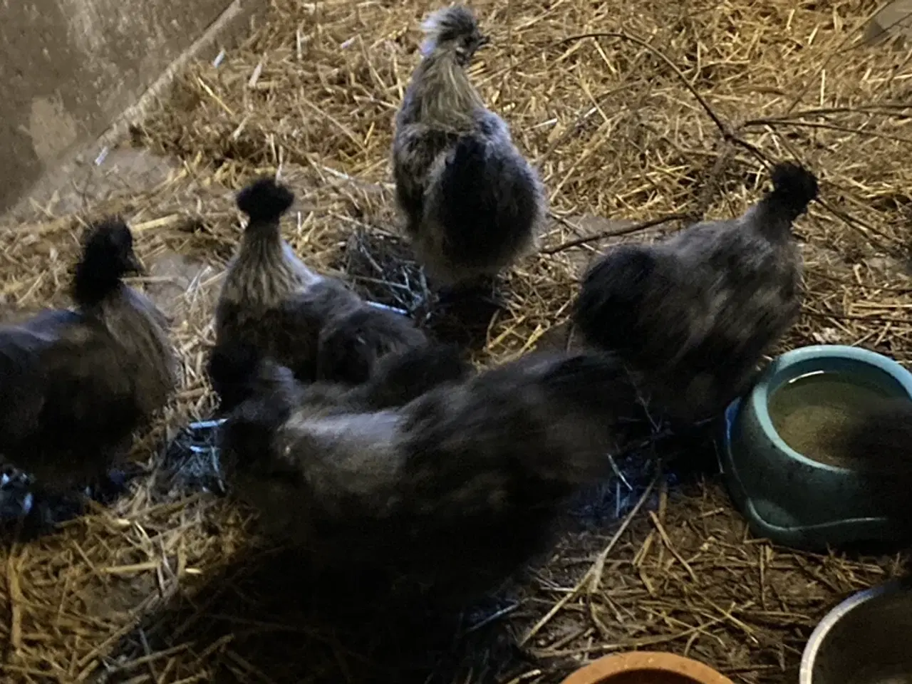 Billede 8 - Rene silke Høns